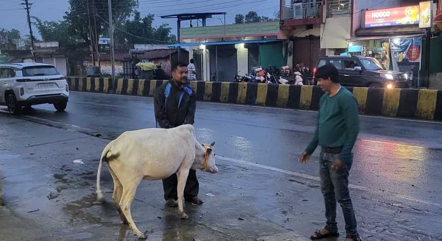 रेडियम बेल्ट से सजे आवारा मवेशी, हाईवे हादसे रोकने की अनोखी पहल
