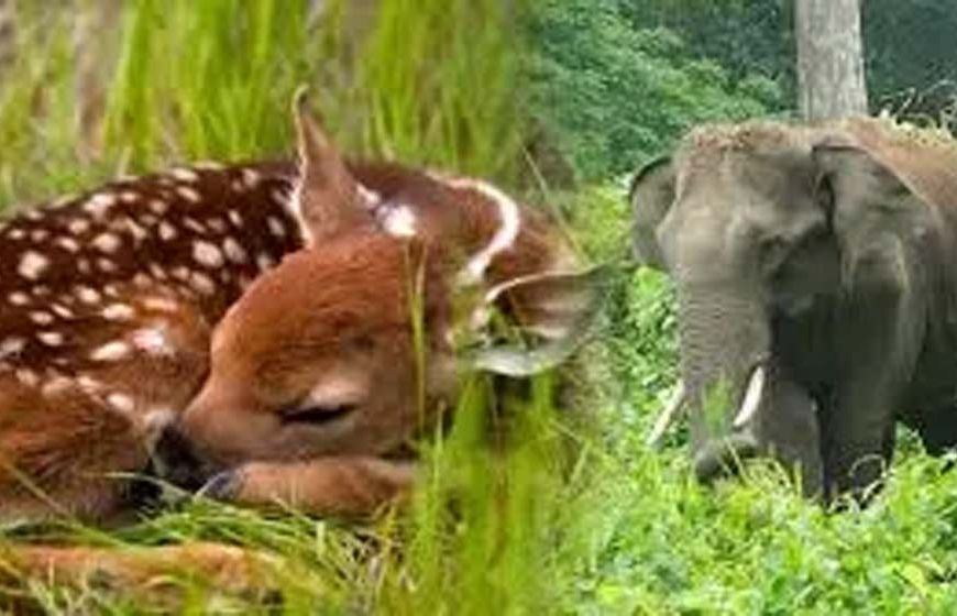 यूपी में वन्यजीव संरक्षण को मिलेगा 100 करोड़ का बजट, मजबूत होगी सुरक्षा व्यवस्था
