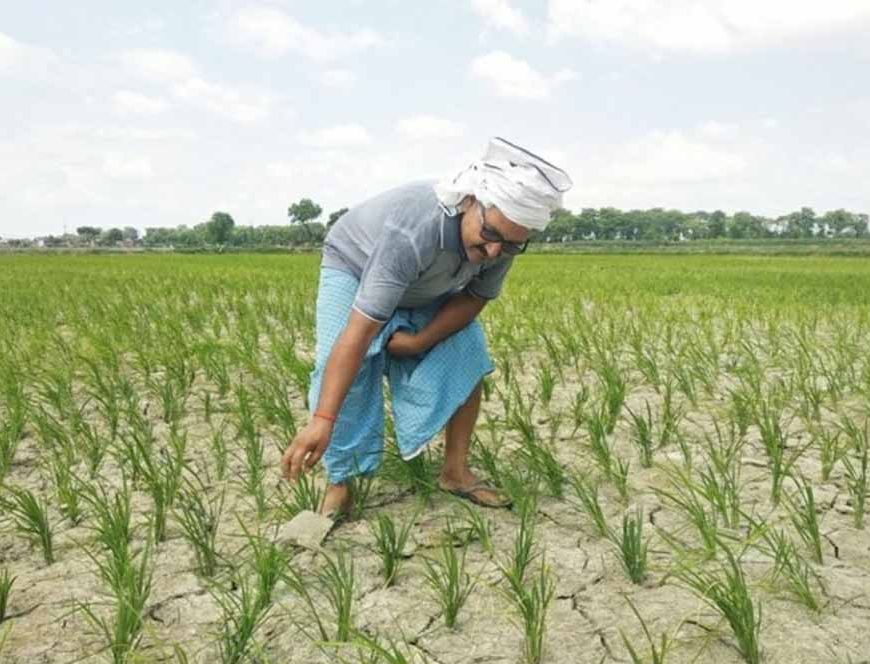 CG में बारिश थमते ही बढ़ी किसानों की चिंता, धान के खेतों में पड़ने लगीं दरारें