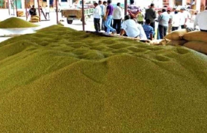 प्रदेश में साढ़े 3 लाख मेट्रिक टन मूंग की खरीदी