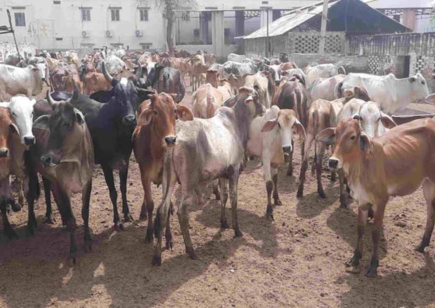 हरियाणा में 12 साल में तीन गुना हुईं गोशालाएं, बजट में 300 गुना बढ़ोतरी