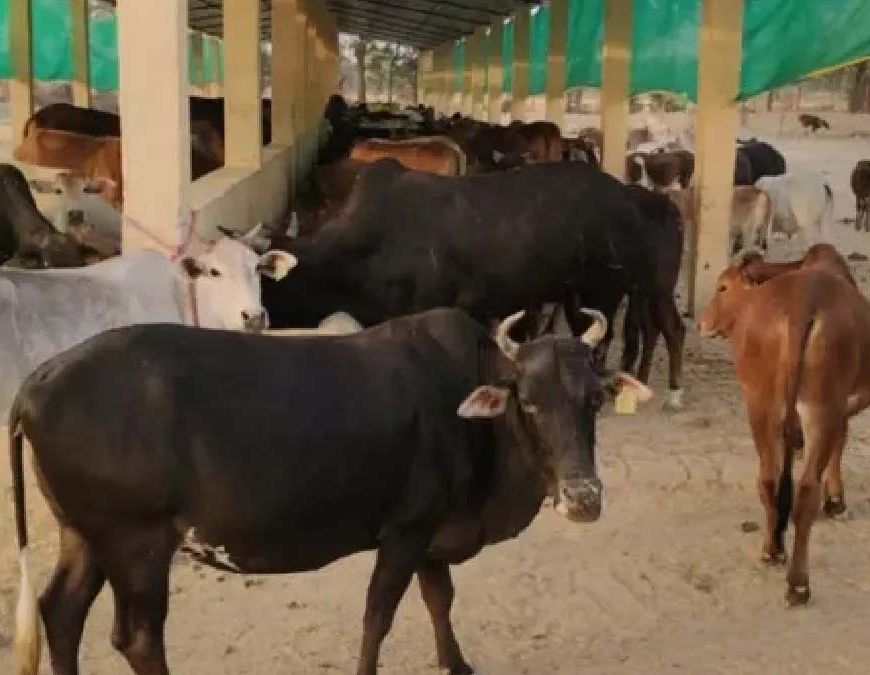 हरियाणा में गोशालाएं बढ़कर 650 हुईं, बजट 600 करोड़ रुपये तक पहुंचा