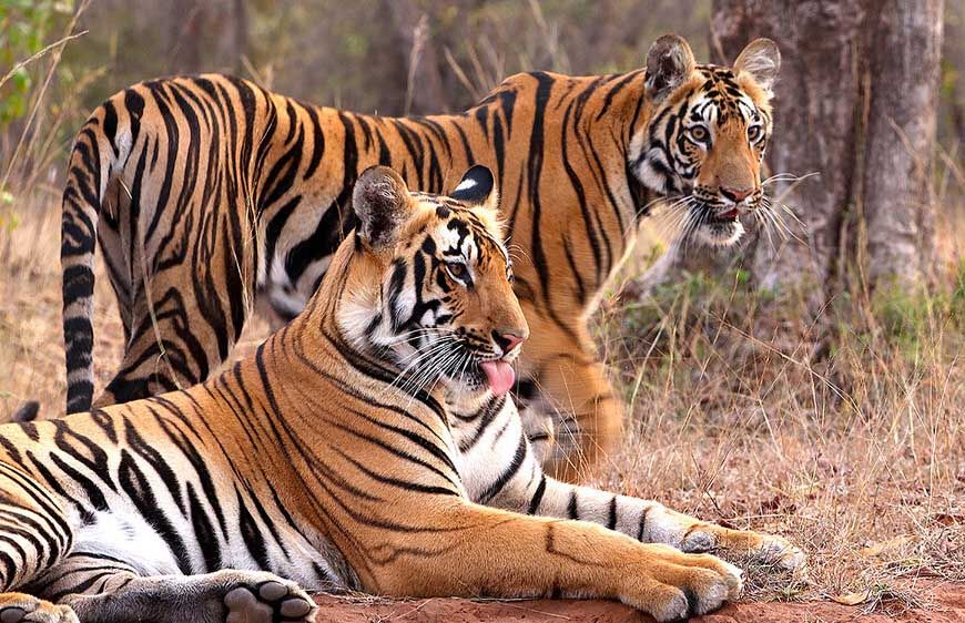 MP में ‘Cat-22’ का संकट! 8 महीने में 45 से ज्यादा बाघों की मौत, 50 इंसानों ने भी गंवाई जान