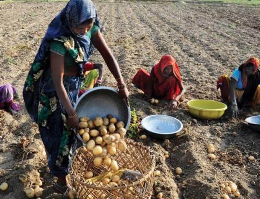 आलू किसानों के हितों के लिए प्रतिबद्ध है योगी सरकार