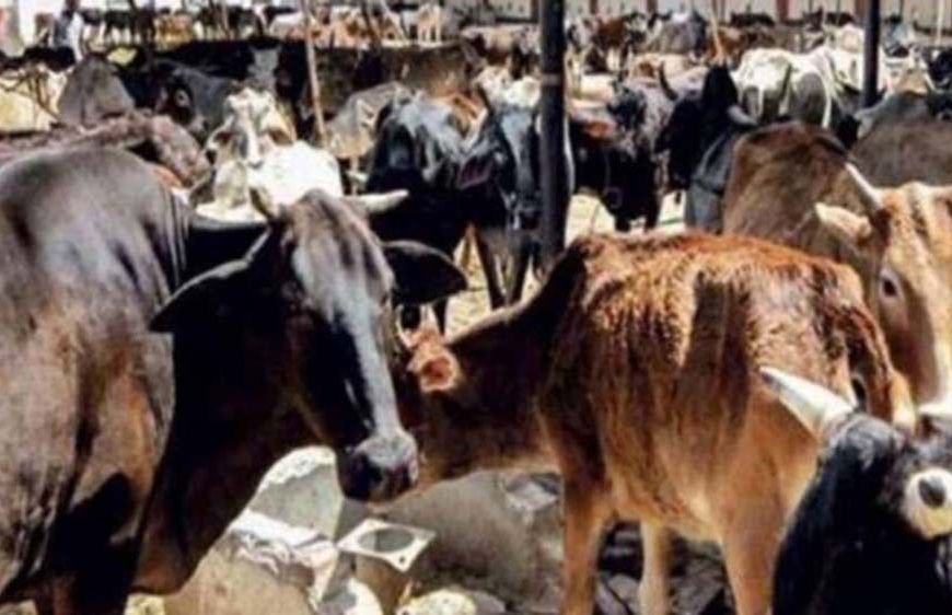 झारखंड में गोशाला निर्माण पर CAG की आपत्ति, 15.96 करोड़ से बनीं 2540 अतिरिक्त गोशालाएं