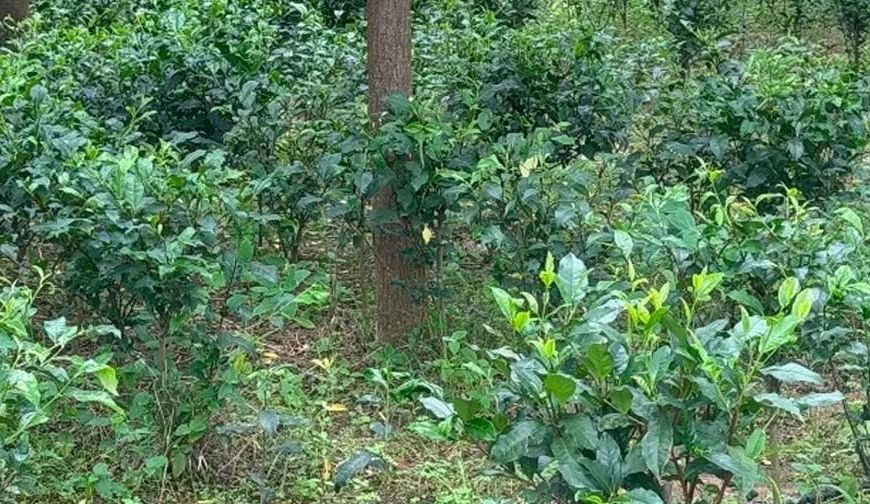 रांची का नामकुम कभी था झारखंड का प्रमुख चाय उत्पादक क्षेत्र, विदेशों तक जाती थी चाय