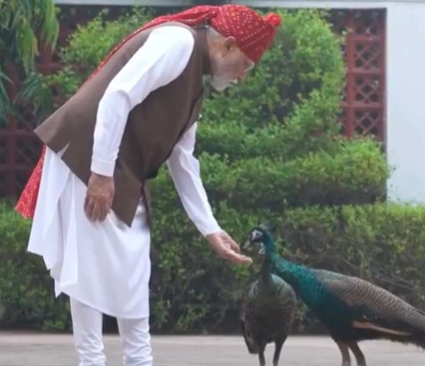 PM मोदी ने शेयर किया खास वीडियो, गायों को चारा और मोरों को खिलाया दाना