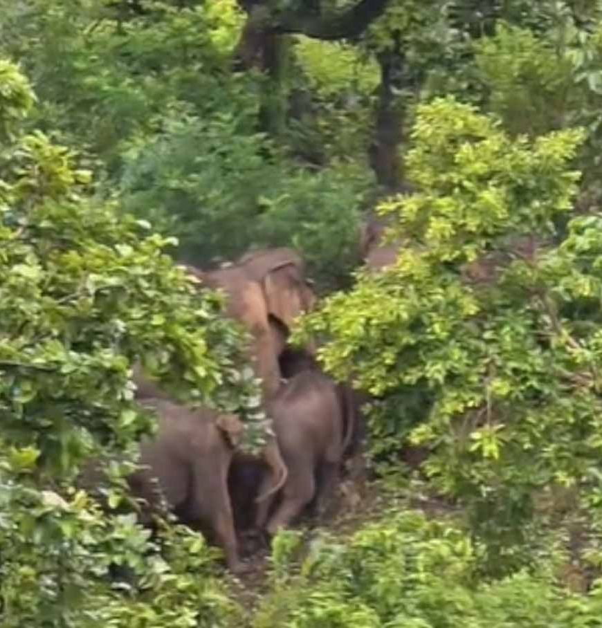 जशपुर की कैलाश गुफा में उमड़ेगा आस्था का सैलाब, हजारों कांवड़िए करेंगे दर्शन; 16 हाथियों ने डाला डेरा