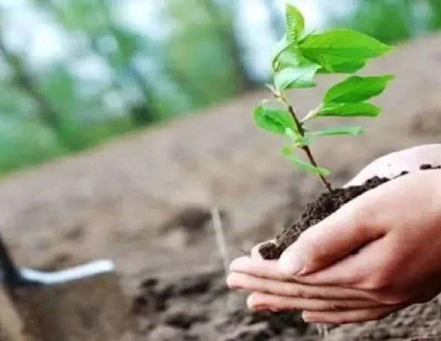 हरियाणा में हरियाली बढ़ाने का अभियान, 15.17 लाख से ज्यादा पौधे लगाए गए