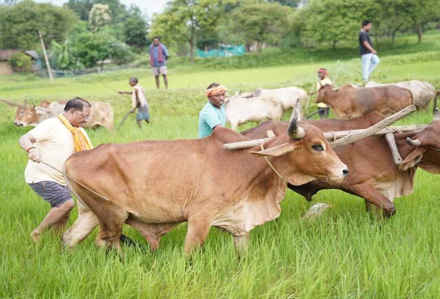 अपनी माटी और खेती-किसानी से मुख्यमंत्री  विष्णु देव साय का आत्मीय जुड़ाव
