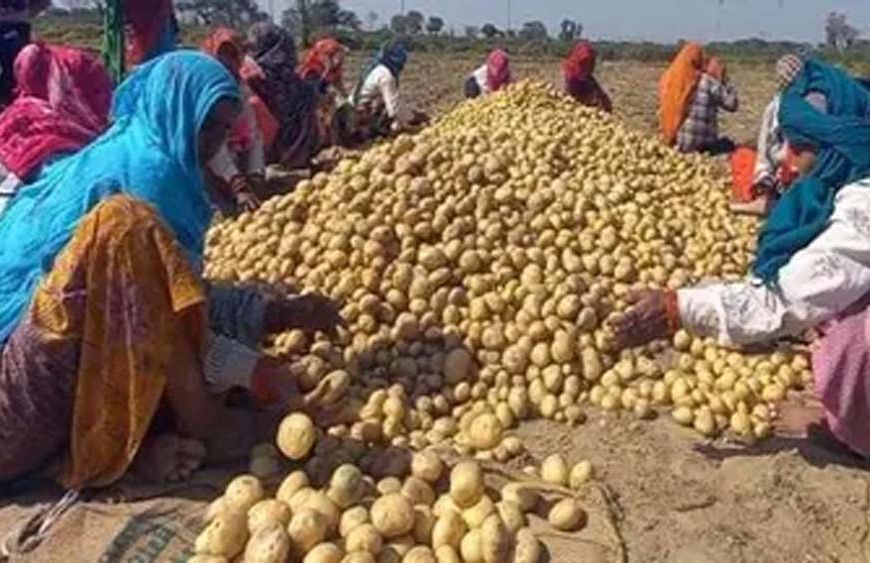 आलू किसानों के लिए योगी सरकार का बड़ा फैसला, 1000 करोड़ के भाव स्थिरता कोष समेत 3 योजनाएं लागू