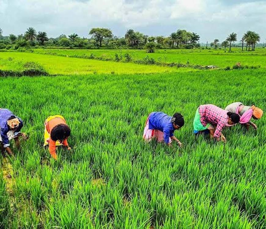 राजस्थान के किसानों के लिए बड़ी खबर, खरीफ-रबी की फसलों पर मिलेगा मौसम आधारित बीमा कवर