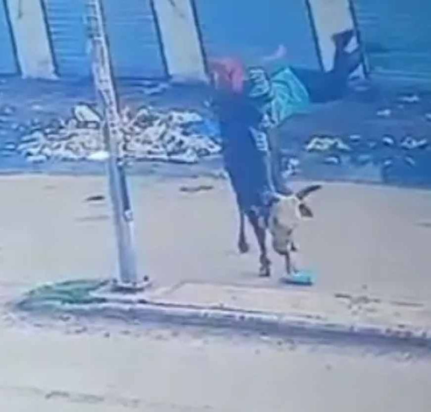 अंबाला में सांड का कहर! स्कूली छात्रा को 7 फीट तक उठाकर पटका, माथे पर लगे 8 टांके