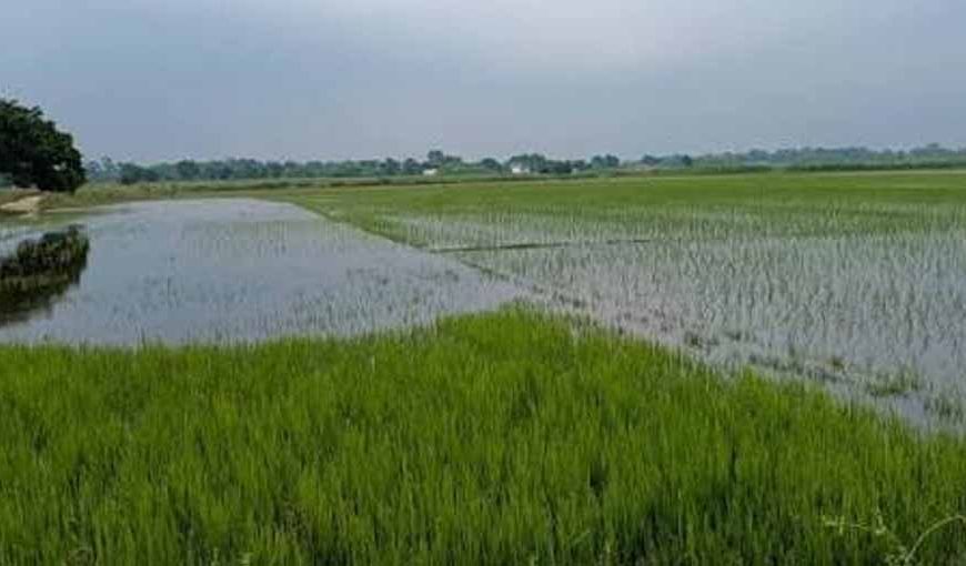 इंद्रावती नदी की बाढ़ का कहर, बस्तर में सैकड़ों एकड़ धान की फसल जलमग्न
