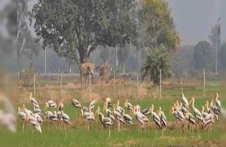 योगी सरकार का बड़ा फैसला, मैनपुरी में विकसित होगा मयंक ऋषि पक्षी विहार