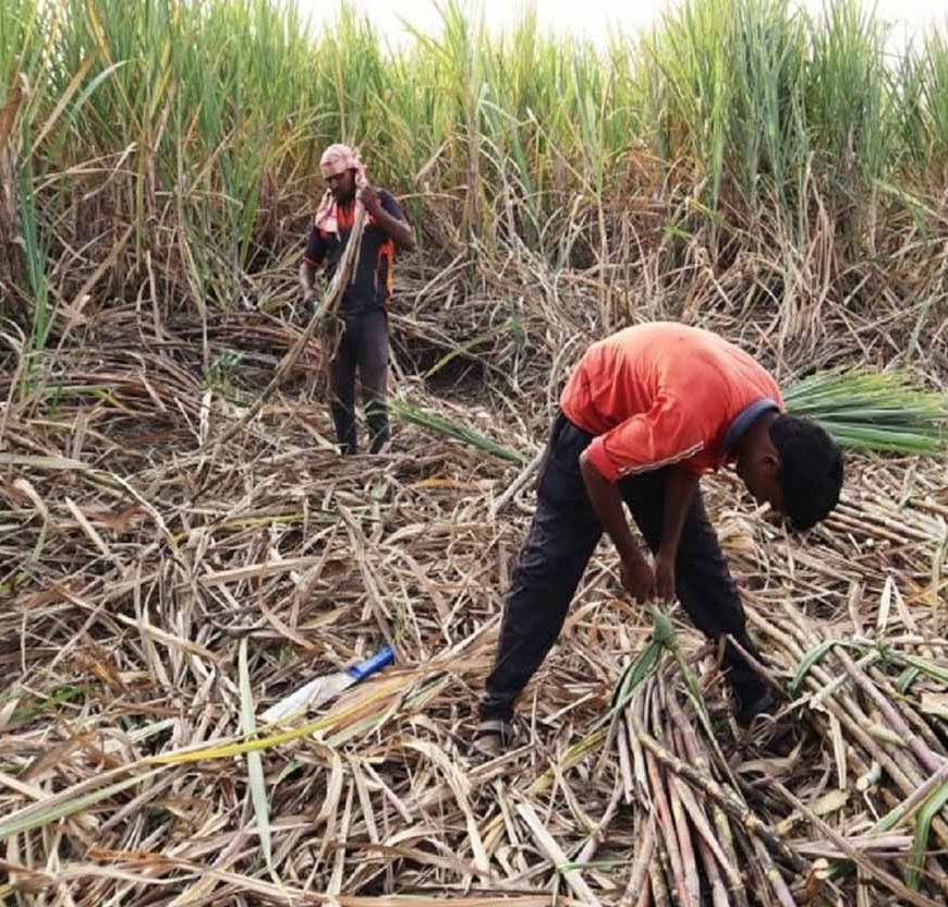 हरियाणा में घट रहा गन्ने का रकबा, बढ़ती लागत और मजदूरों की कमी बनी बड़ी वजह