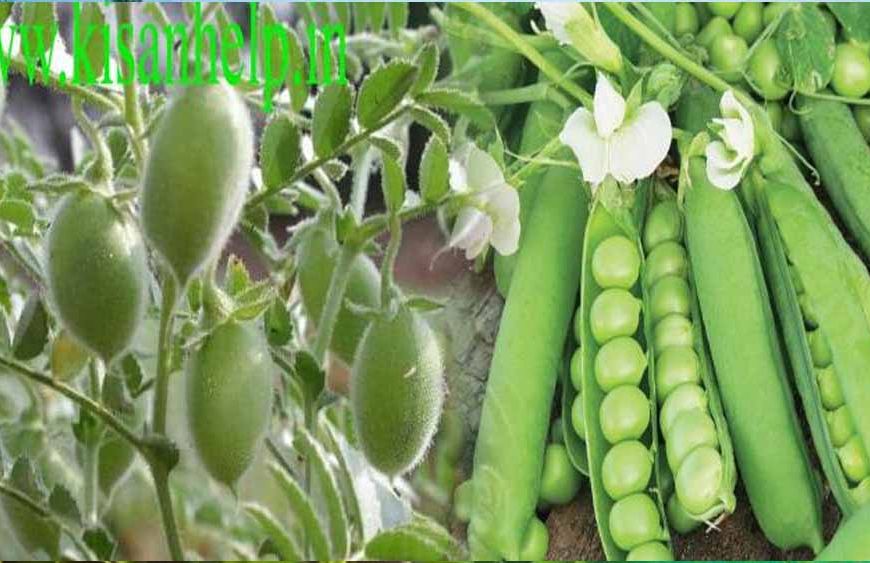 समस्तीपुर के किसानों को चना और मटर के बीज पर मिलेगा 6 हजार रुपये प्रति क्विंटल तक अनुदान