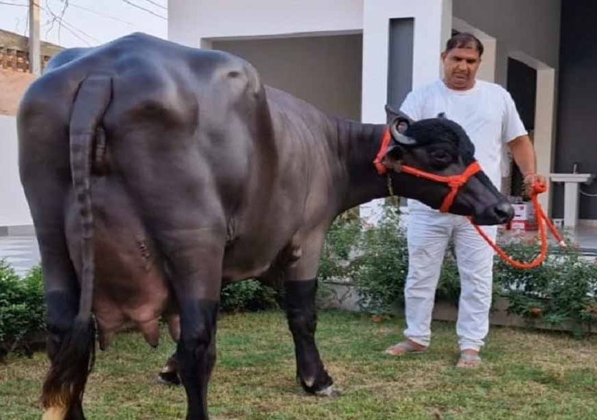 दुनिया में सर्वाधिक 35 KG दूध देने वाली हरियाणा की ‘राधा’ नहीं रही, PM से भी मिला था सम्मान