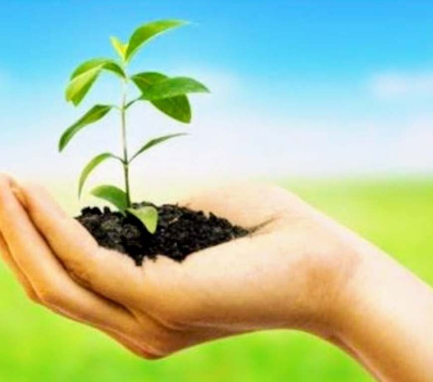 अधिमान्य पत्रकार नेतृत्व समिति का महा-वृक्षारोपण अभियान: मध्य प्रदेश में 3000 और छत्तीसगढ़ में 1000 पौधे रोपे गए