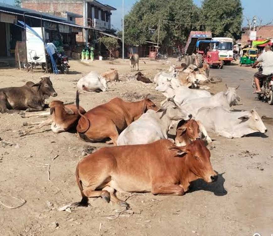 सड़कों पर पशुओं के कारण होने वाली दुर्घटनाओं को रोकने के लिए समाज की भागीदारी सुनिश्चित होगी