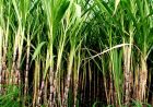 हरियाणा सरकार का गन्ना किसानों को तोहफा, आधुनिक खेती और कृषि यंत्रों पर मिलेगी सब्सिडी