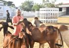 गोरखनाथ मंदिर की गोशाला में सीएम योगी ने की गोसेवा