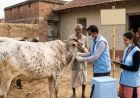 हरियाणा में लंपी वायरस की दस्तक, बॉर्डर वाले इलाके सील; पशु व्यापार पर लगी रोक