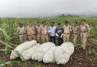 ऑपरेशन ग्रीन स्ट्राइक के तहत बड़वानी पुलिस की बड़ी कार्रवाई