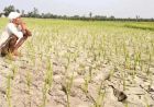 हरियाणा से मानसून की विदाई, सामान्य से 23% कम हुई बारिश; 317.5 मिमी वर्षा दर्ज