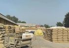 हरियाणा में धान खरीद शुरू, MSP ₹2461; कई मंडियों में नमी और पोर्टल बना बाधा