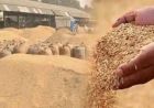 हरियाणा में 1.5 लाख किसानों ने छोड़ी PR धान की खेती, 2 लाख एकड़ में डाटा मिसमैच