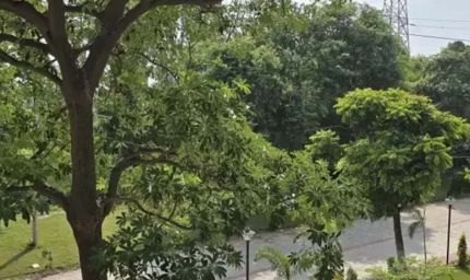 हरियाली में यमुनानगर नंबर-1, जंगलों से बाहर 60.94 लाख पेड़; 98% पेड़ गांवों में