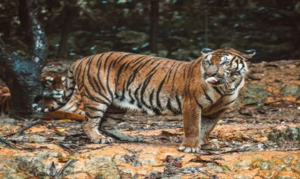 रामगढ़-विषधारी में री-वाइल्डिंग सफल, RVT-7 ने 41 किमी क्षेत्र में बनाई टेरिटरी