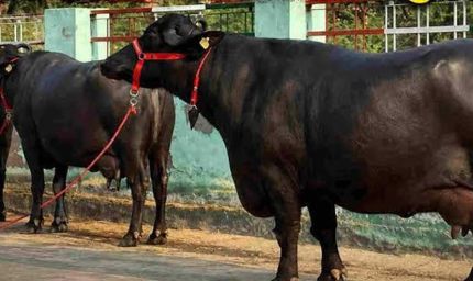 मंदसौर की कालिया गैंग का आतंक, तीन राज्यों से चुराईं 120 भैंसें; 40 वारदातें कबूली