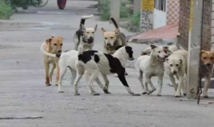 स्ट्रीट डॉग्स की नसबंदी हो रही तो वैक्सीन कहां से आई? सूचना आयुक्त के सवाल से गाजियाबाद निगम में हड़कंप