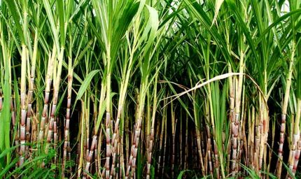 हरियाणा सरकार का गन्ना किसानों को तोहफा, आधुनिक खेती और कृषि यंत्रों पर मिलेगी सब्सिडी