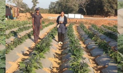 बंजर जमीन पर लहलहाई ग्राफ्टेड फसल