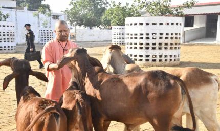 गोरखनाथ मंदिर की गोशाला में सीएम योगी ने की गोसेवा