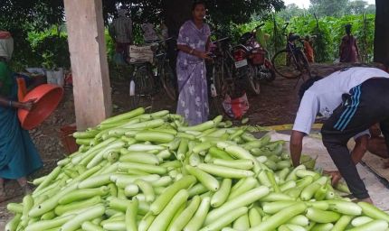 बिहान से बदली राह 35 महिला किसानों ने 600 क्विंटल सब्जी उगाकर लिखी सफलता की नई कहानी
