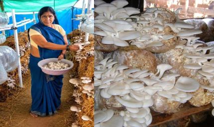 आत्मनिर्भरता की नई मिसाल- खेतों से मशरूम उत्पादन तक मिथिला दीदी ने लिखी सफलता की नई कहानी