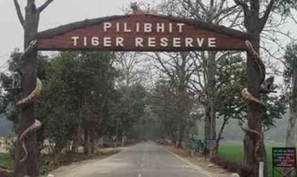 पीलीभीत टाइगर रिजर्व में घूमना हुआ महंगा, शनिवार-रविवार टिकट 150 से बढ़कर 200 रुपये