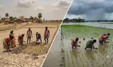 बिहार में बारिश का अजब खेल: कहीं सूखा तो कहीं बाढ़, 99% धान की रोपनी पूरी