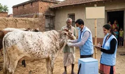 हरियाणा में लंपी वायरस की दस्तक, बॉर्डर वाले इलाके सील; पशु व्यापार पर लगी रोक
