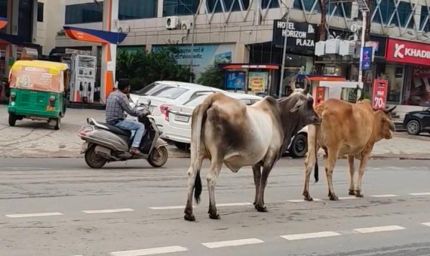 ग्वालियर की सड़कों पर आवारा गोवंश बना खतरा, चरनोई जमीनों से अतिक्रमण हटाने की मांग