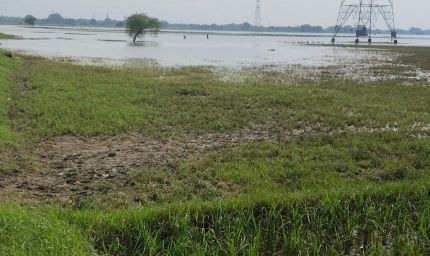 बाढ़ में फसल बर्बाद होने पर बीमा कंपनी ने रोका दावा, किसान को मिलेंगे 1.48 लाख से अधिक