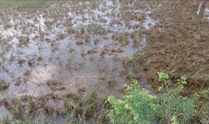 पालीगंज में पुनपुन नदी का पानी उतरने से धान की फसल बर्बाद, किसानों की बढ़ी चिंता