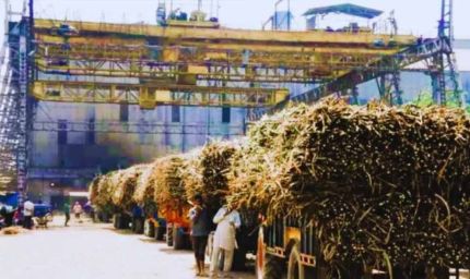 गन्ना किसानों को 102 चीनी मिलों ने किया शत-प्रतिशत भुगतान