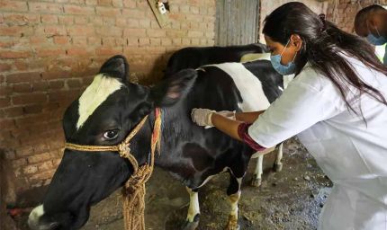 योगी सरकार ने लंपी वायरस की रोकथाम के लिए 25 जनपदों में 606 टीमें कीं तैनात
