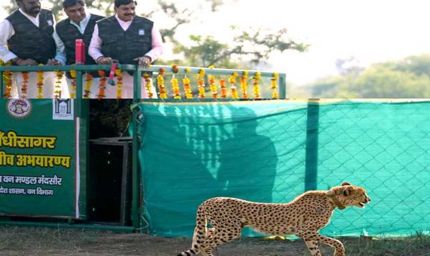 मुख्यमंत्री डॉ. यादव ने गांधी सागर अभयारण्य में छोड़ी मादा चीता राधा