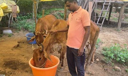 नस्ल सुधार ने बदली किसान विनोद की किस्मत, घर की बछिया बनी आर्थिक समृद्धि का आधार